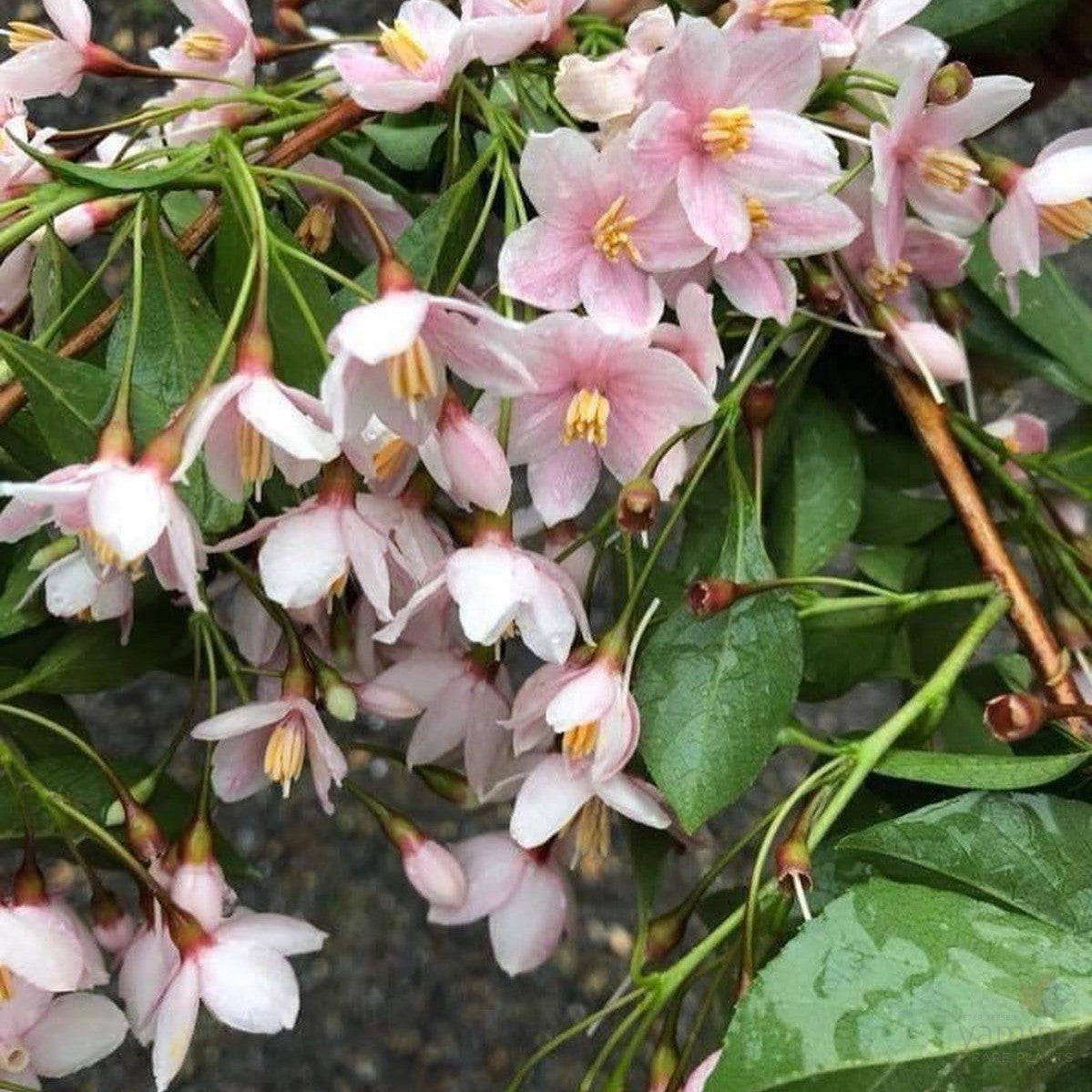 Styrax japonica pink Chimes 2
