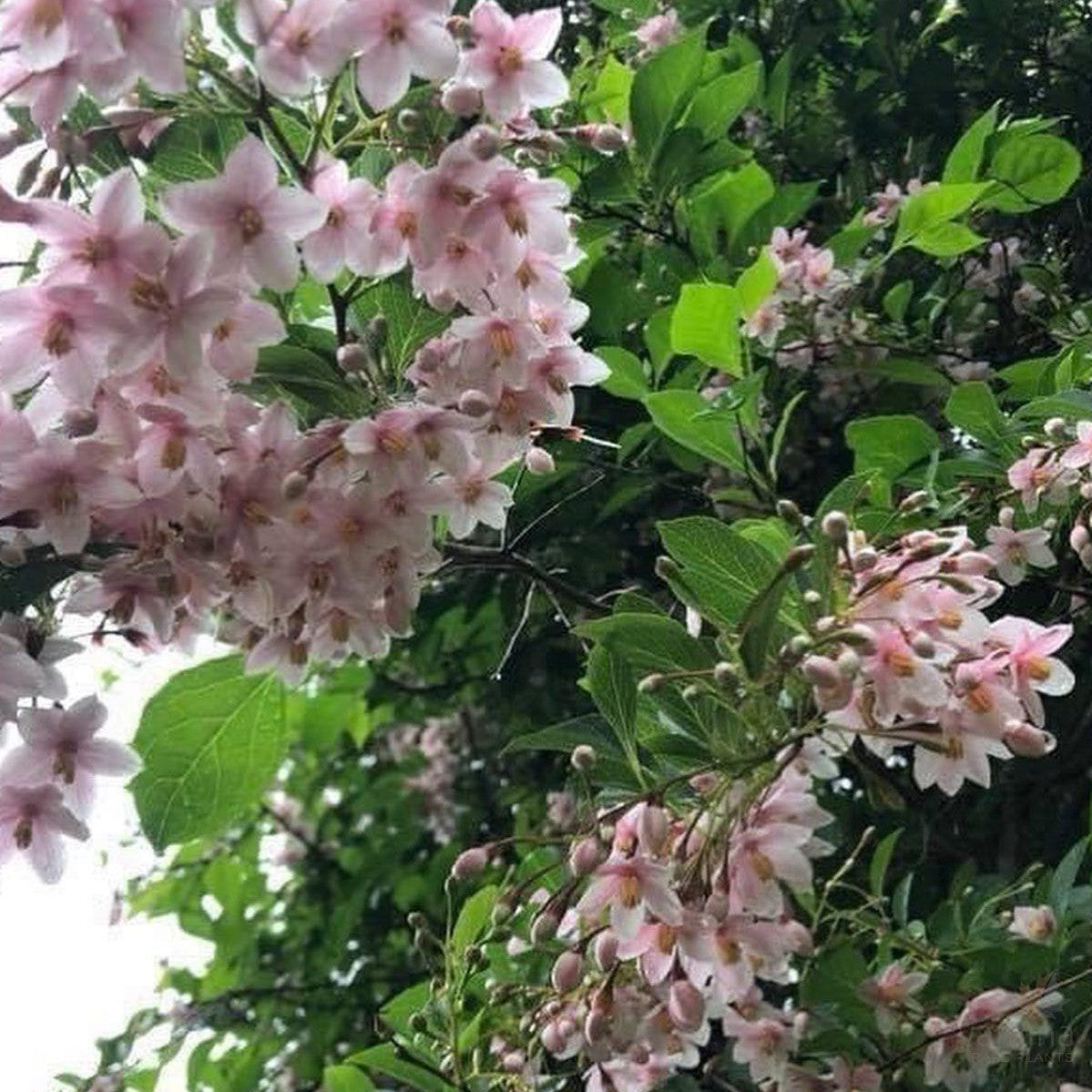 Styrax japonica pink Chimes 4