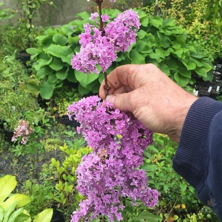 Syringa Chinensis Duplex 2