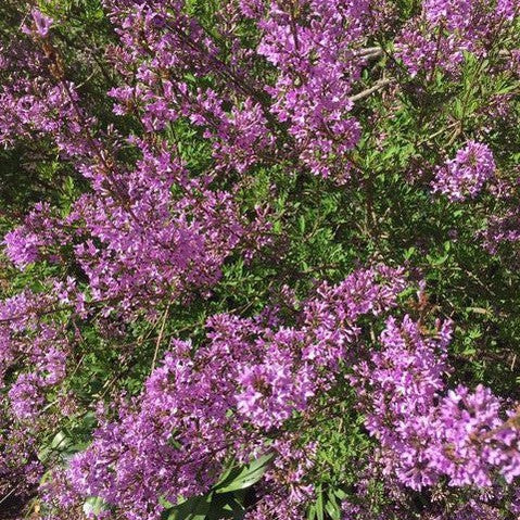 Syringa laciniata (afghanica) 1