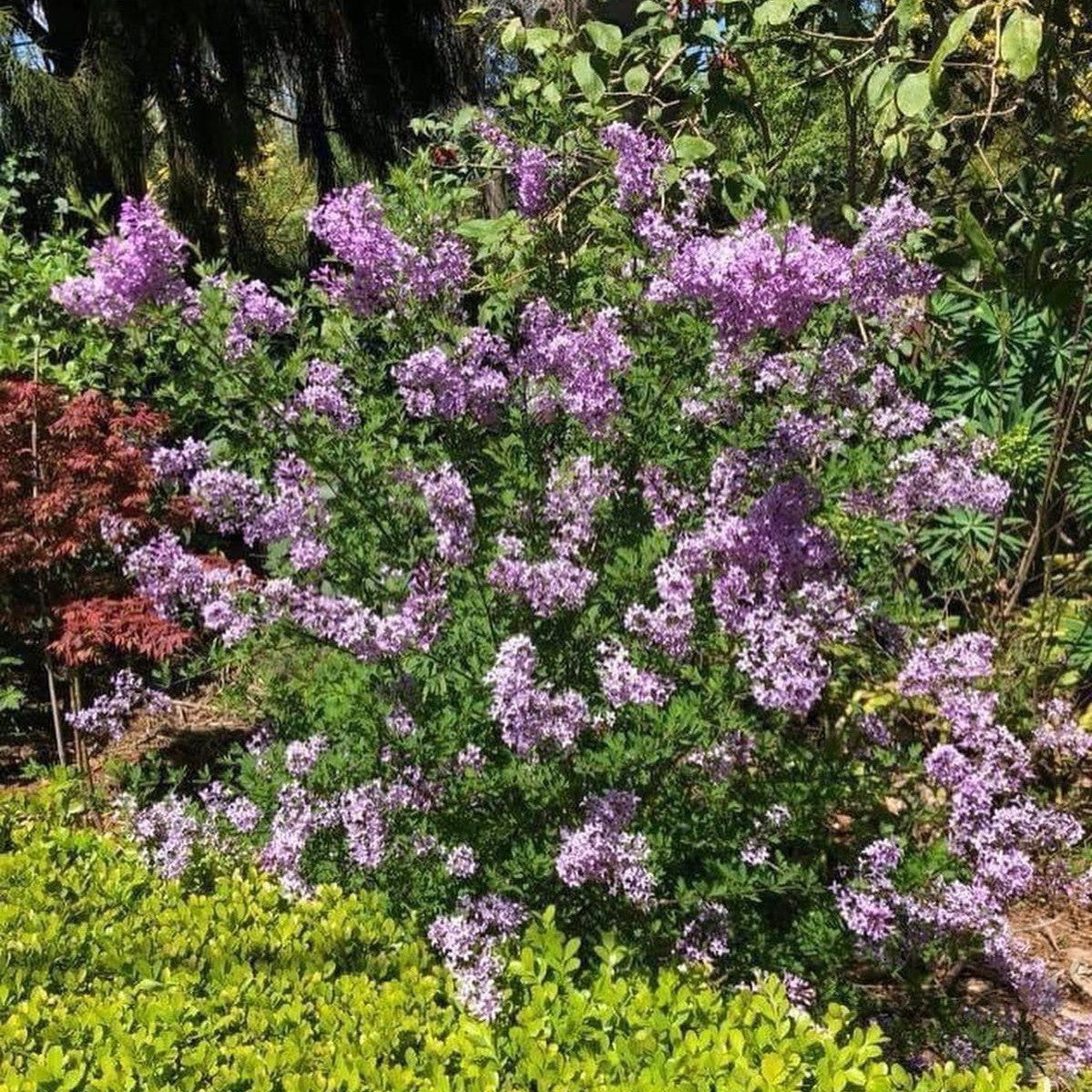 Syringa laciniata (afghanica) 2