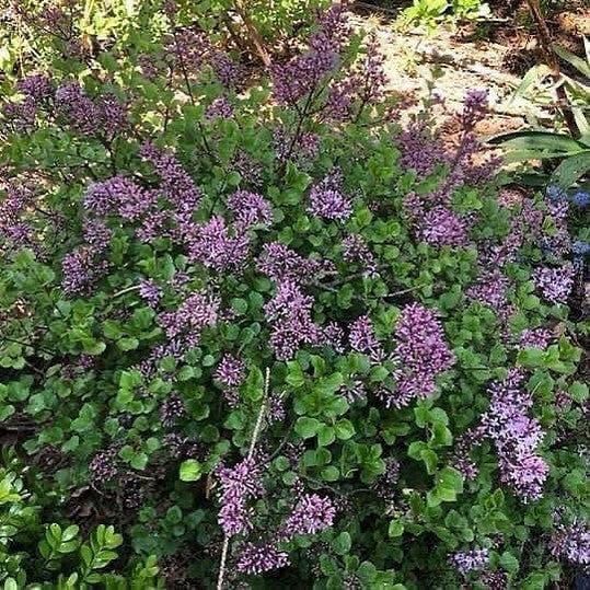 Syringa meyeri Palibin 1