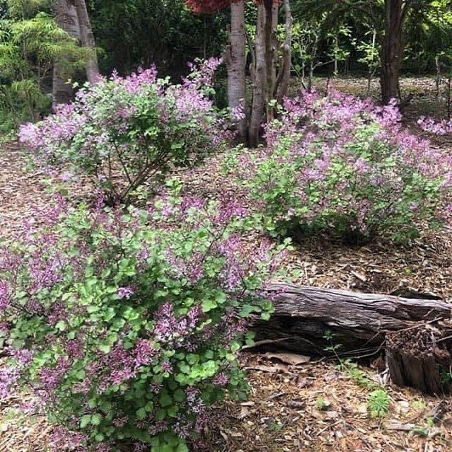 Syringa meyeri Palibin 2