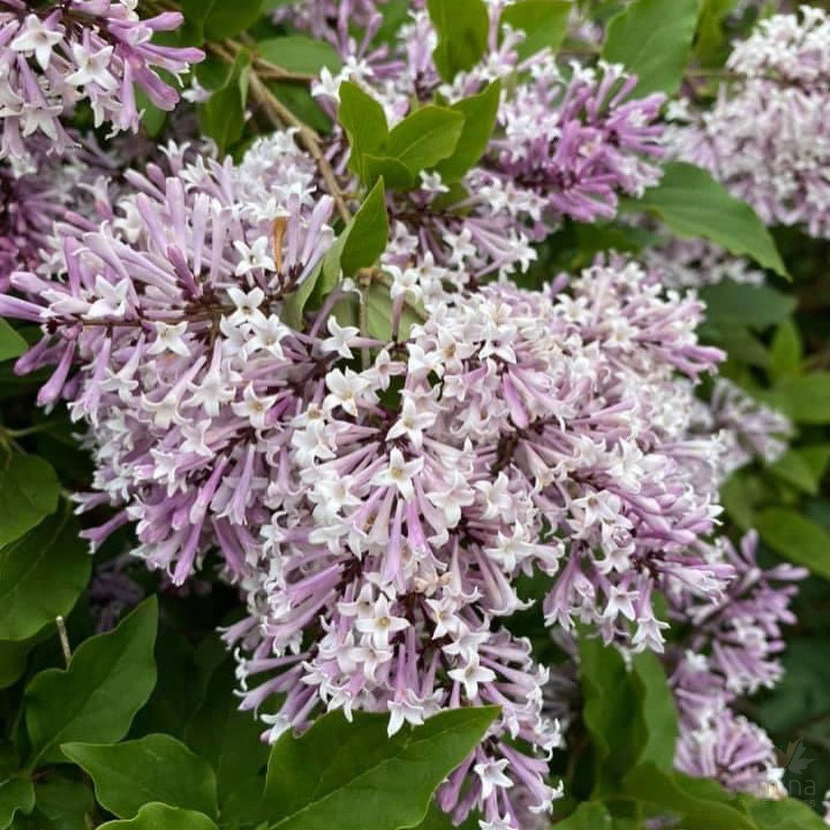 Syringa patula Miss Kim 1