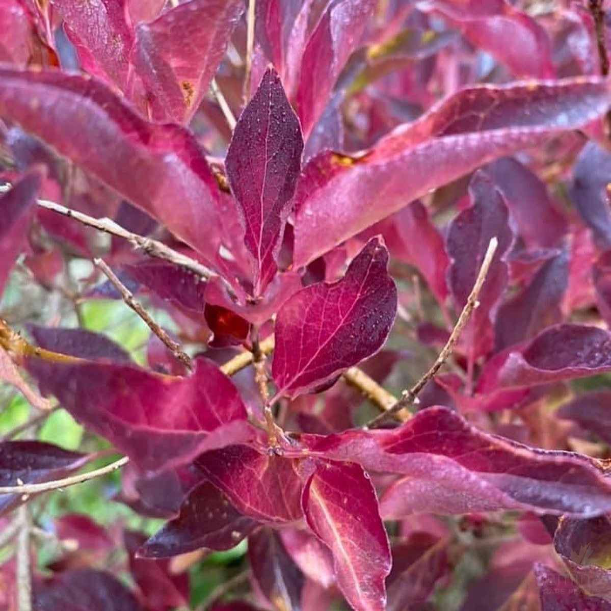 Syringa patula Miss Kim 2