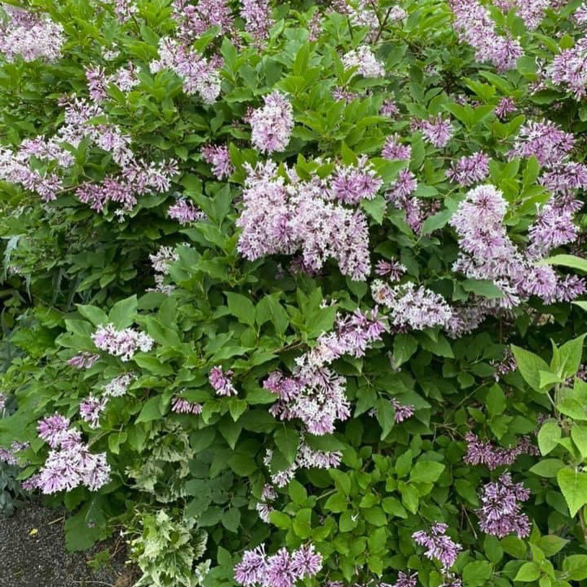 Syringa patula Miss Kim 4