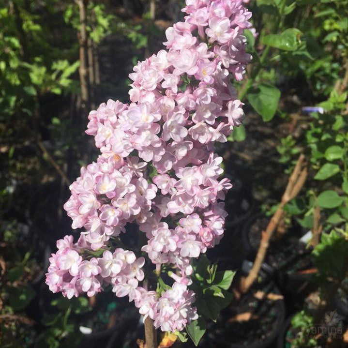 Syringa vulgaris Belle de Nancy 1