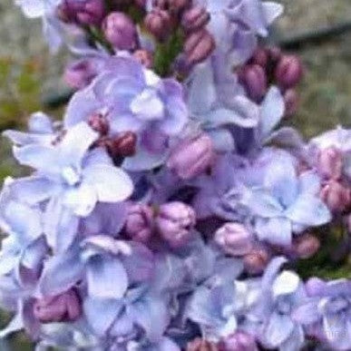 Syringa vulgaris Olivier de Serres