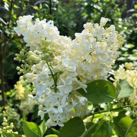 Syringa vulgaris Primrose 1