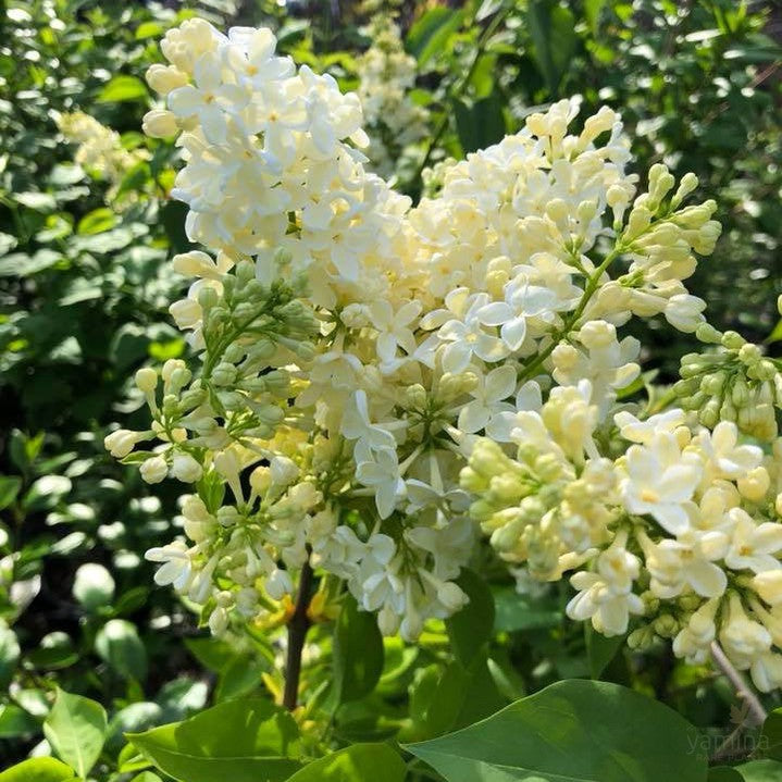 Syringa vulgaris Primrose 2