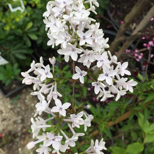 Syringa x diversifolia 2