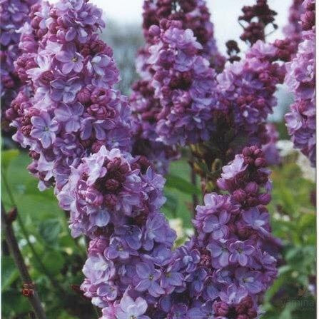 Syringa x hyacinthiflora Alice Eastwood 1