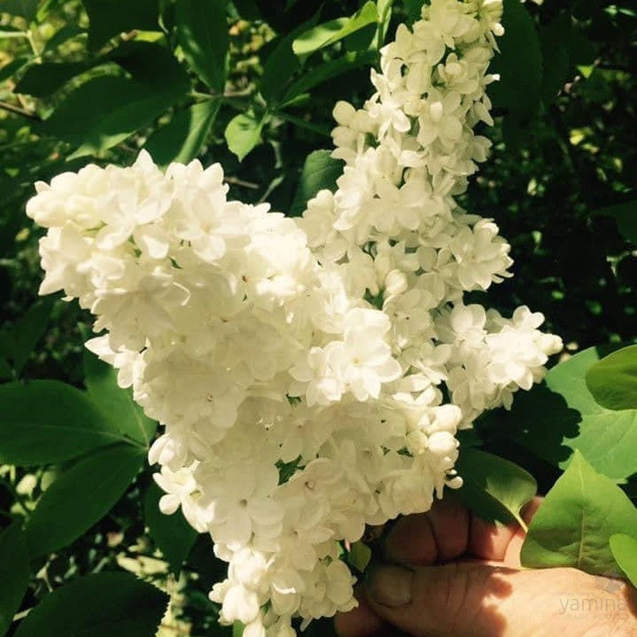 Syringa x hyacinthiflora Cora Brandt-1
