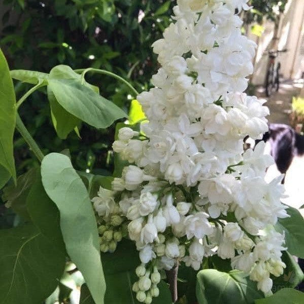 Syringa x hyacinthiflora Cora Brandt-2