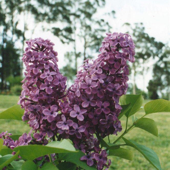 Syringa x hyacinthiflora ‘Missimo’-Yamina Rare Plants
