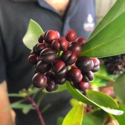 Tasmannia lanceolata (male or fem) 1