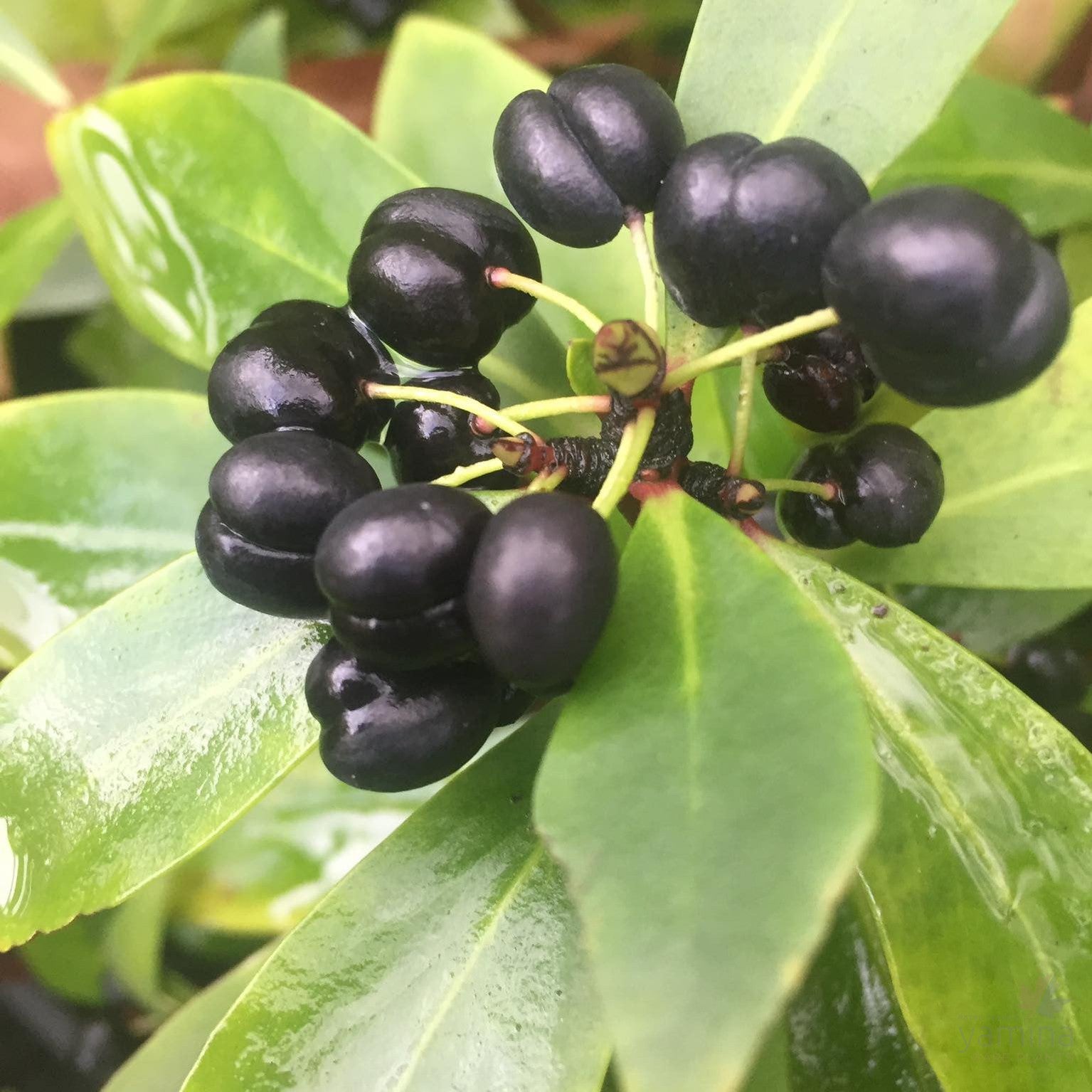 Tasmannia lanceolata (male or fem) 2