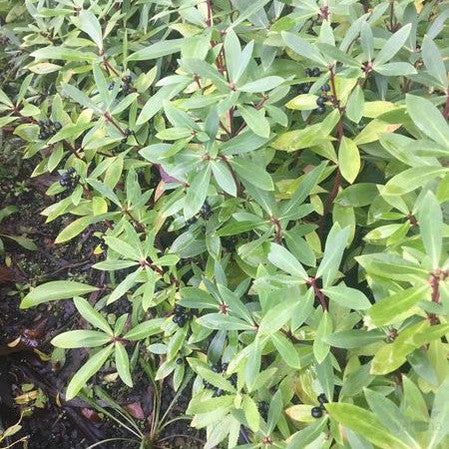 Tasmannia lanceolata (male or fem) 3