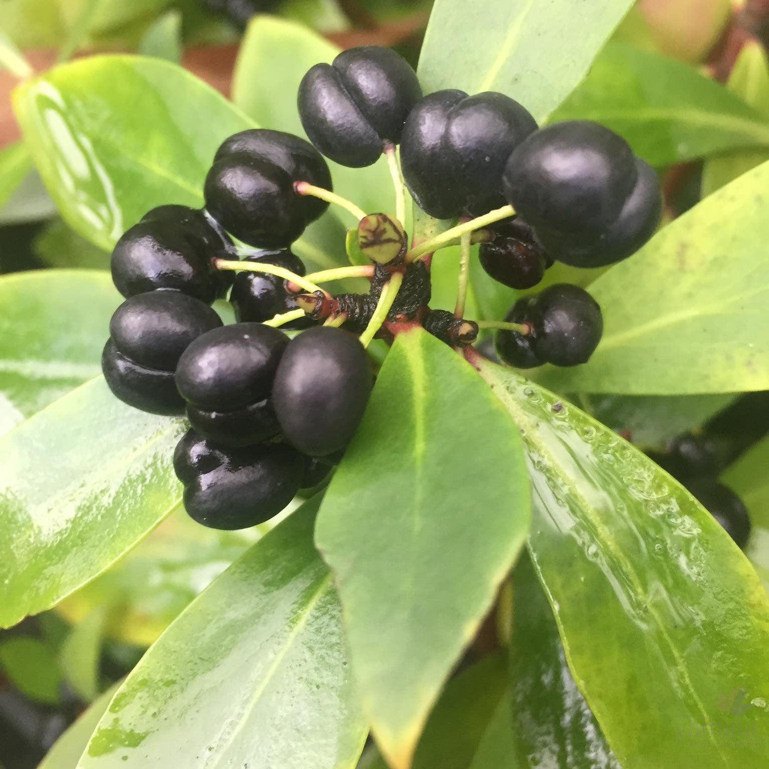 Tasmannia lanceolata (male or fem) 4