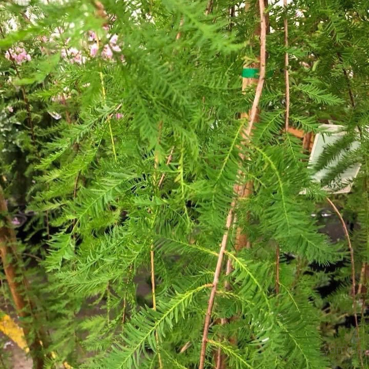 Taxodium distichum Cascade Falls (standard) 1
