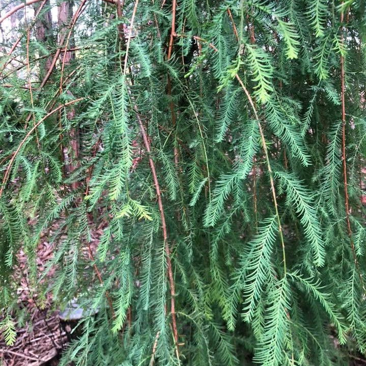Taxodium mucronatum Pendulum 2