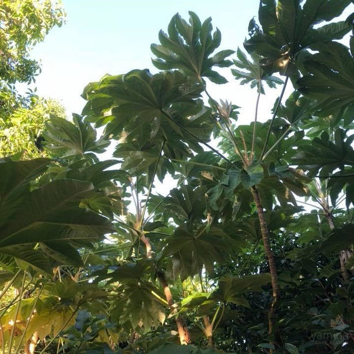 Tetrapanax papyrifera 4