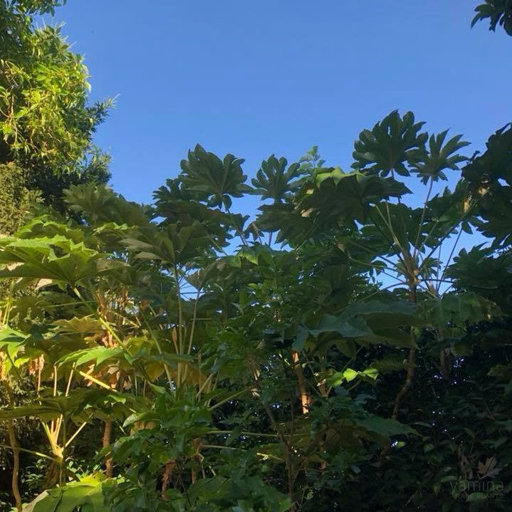 Tetrapanax papyrifera 5