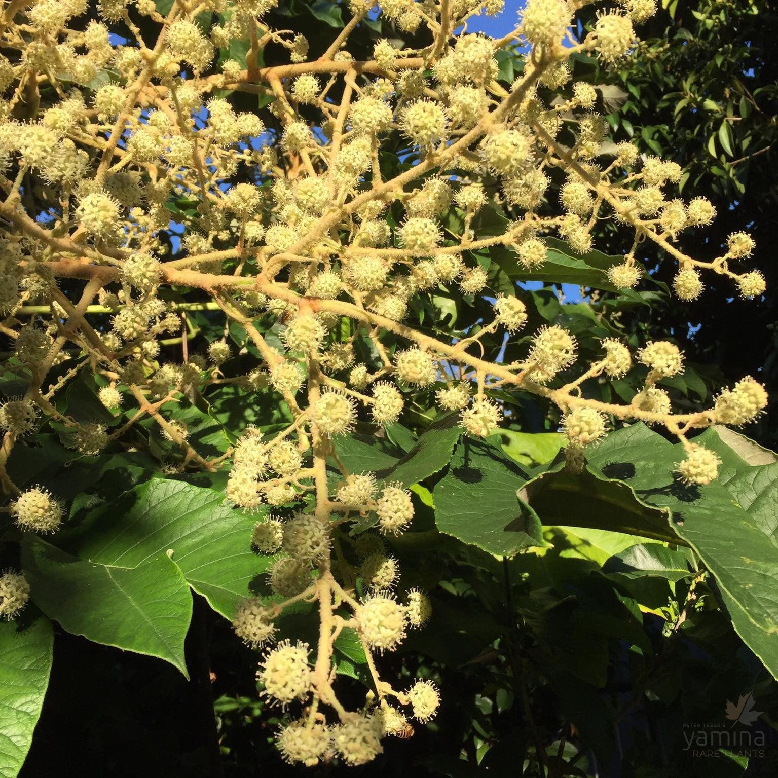 Tetrapanax papyrifera 6