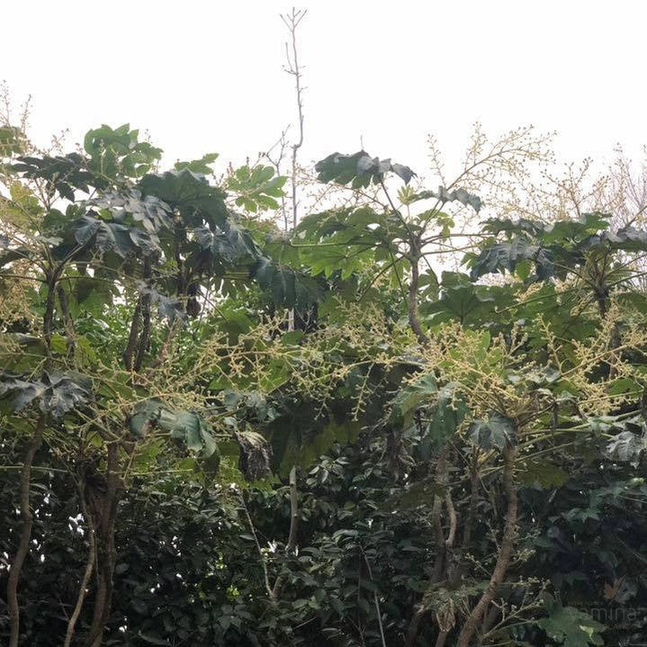 Tetrapanax papyrifera 7