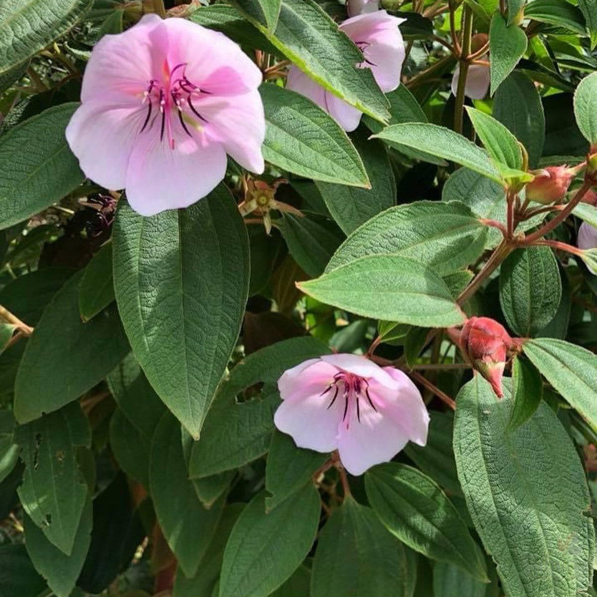 Tibouchina Jess's Blush 2