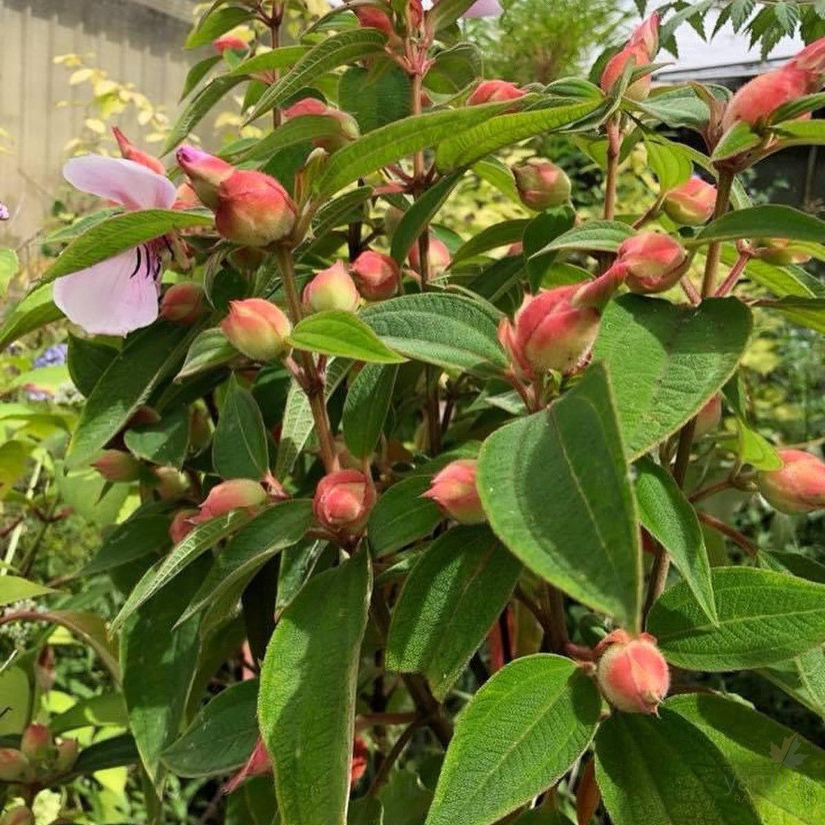 Tibouchina Jess's Blush 3