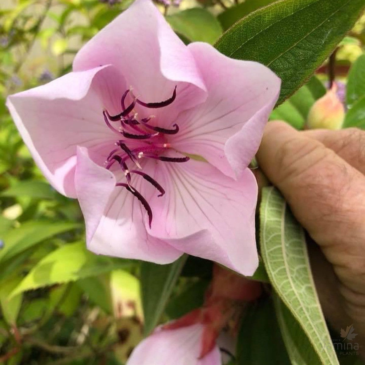 Tibouchina Jess's Blush 4