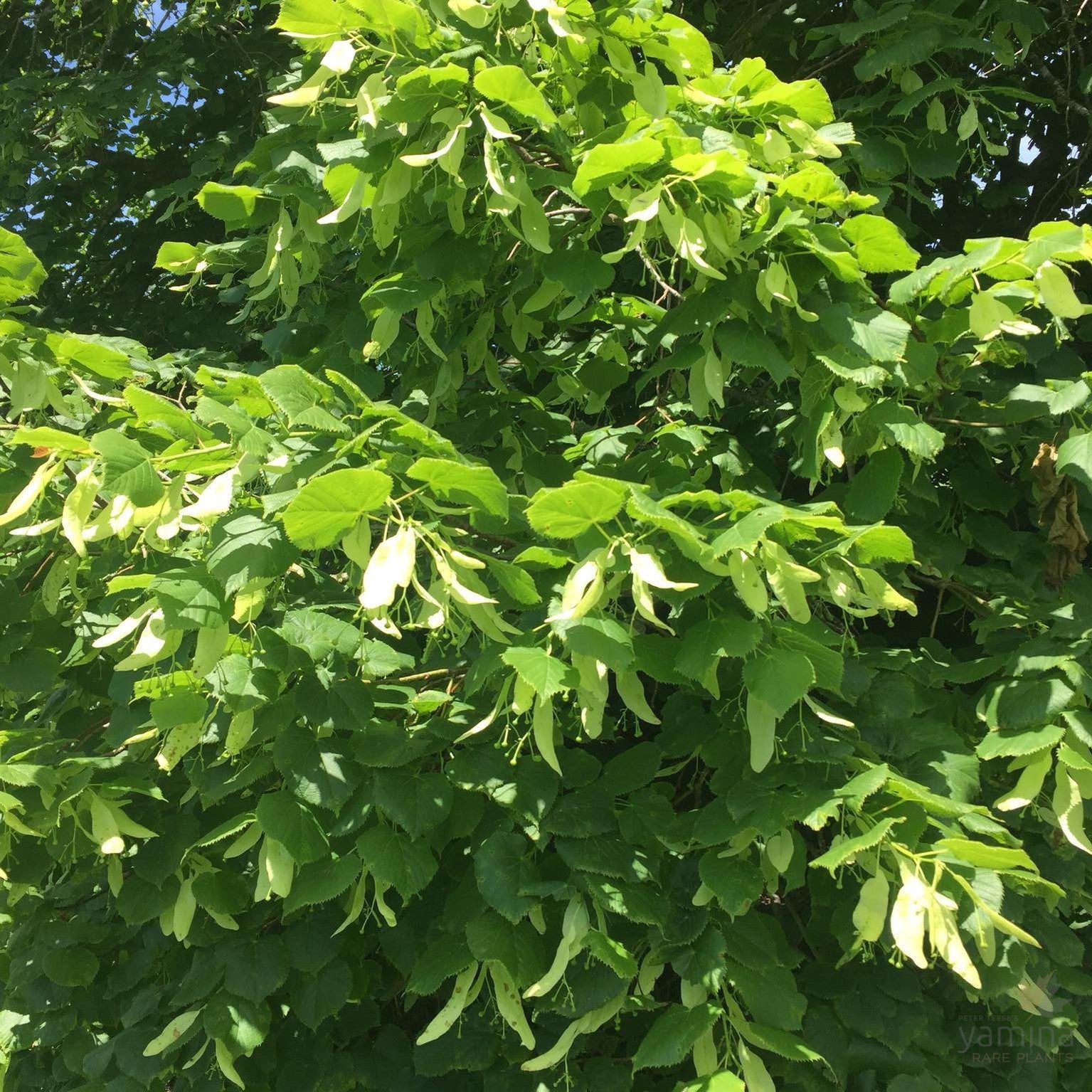 Tilia cordata 4