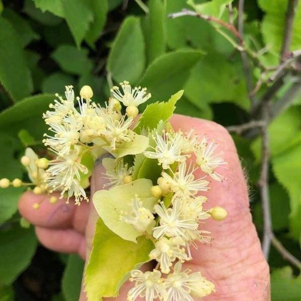 Tilia tomentosa Petiolaris 1