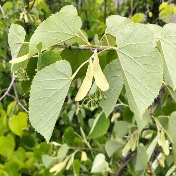 Tilia tomentosa Petiolaris 2