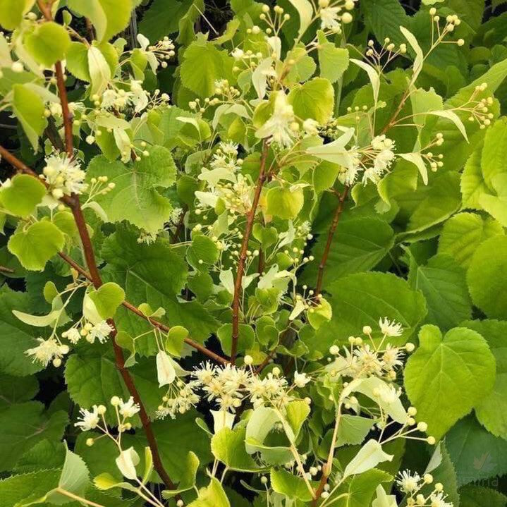 Tilia tomentosa Petiolaris 3