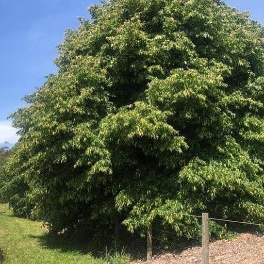 Tilia x europea (European Linden) 1