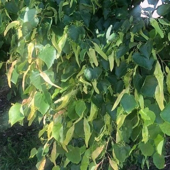 Tilia x europea (European Linden) 2