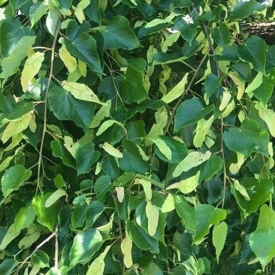 Tilia x europea (European Linden) 3