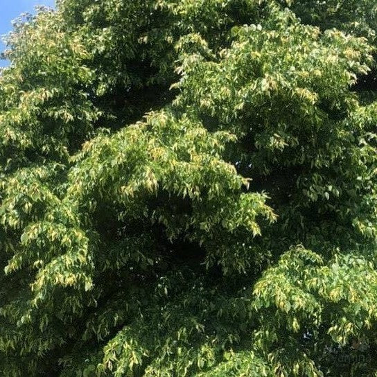 Tilia x europea (European Linden) 4