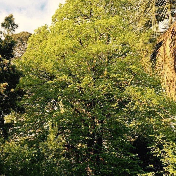 Tilia x europea (European Linden) 5