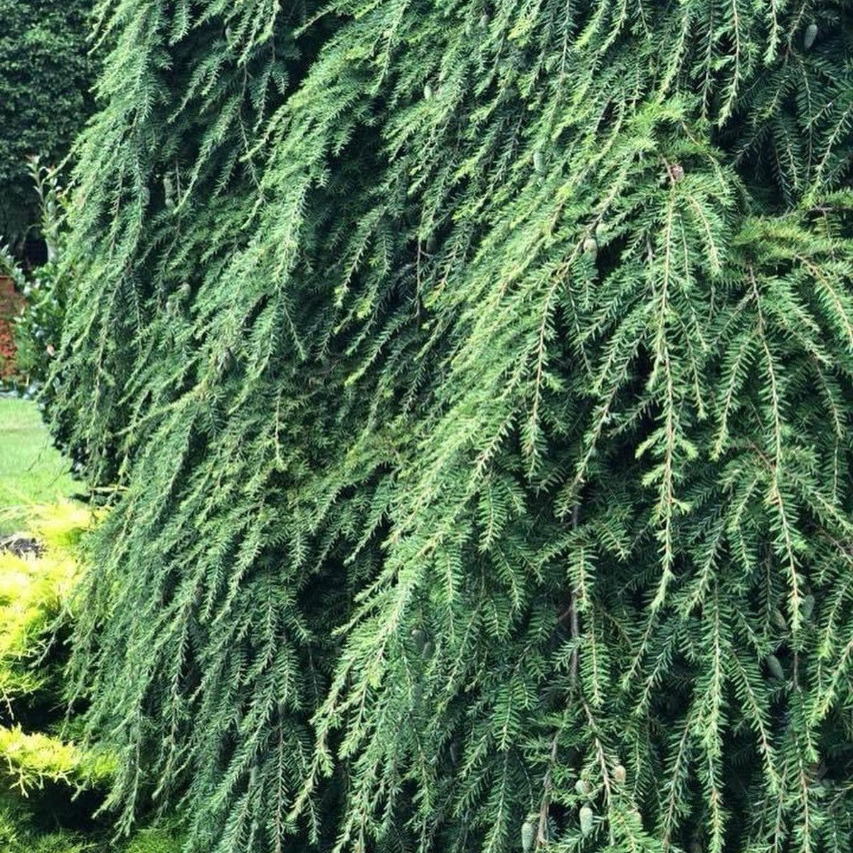 Tsuga canadensis Pendula 1