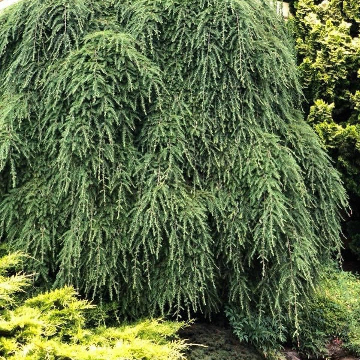 Tsuga canadensis Pendula 2