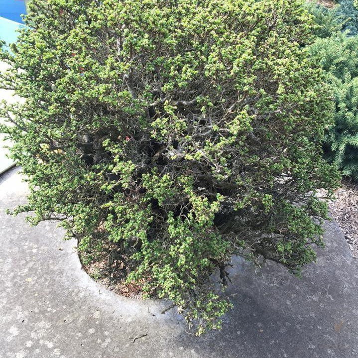 Ulmus davidiana Nire Keyaki (syn parvifolia) 1