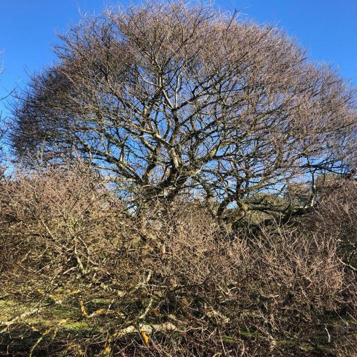 Ulmus parvifolia Seiju 1