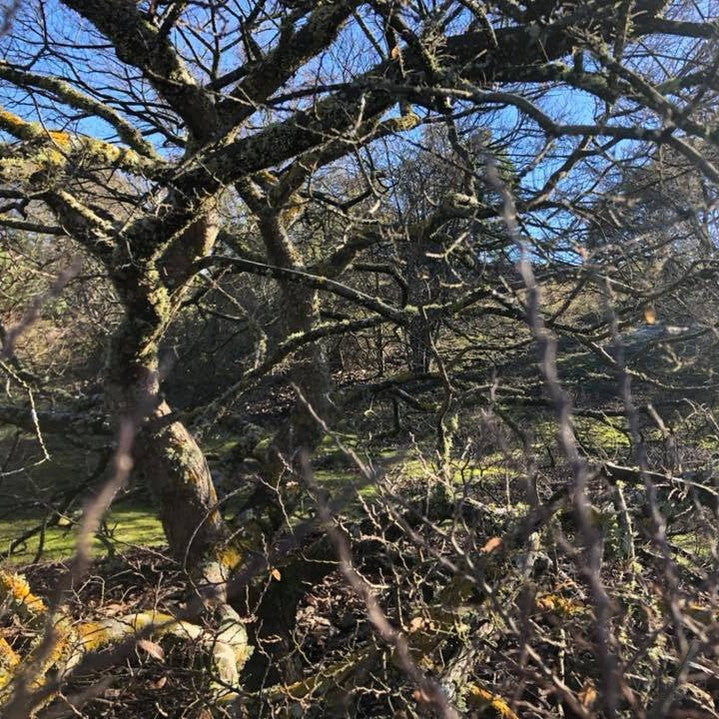 Ulmus parvifolia Seiju 2