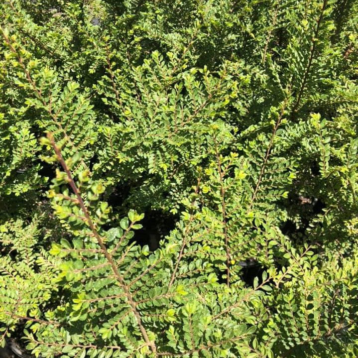 Ulmus parvifolia Seiju 3