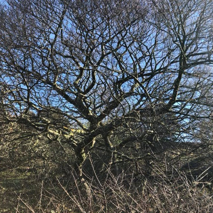 Ulmus parvifolia Seiju 4