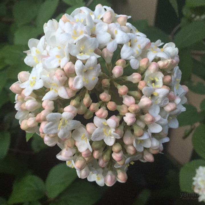 Viburnum carlcephalum 3