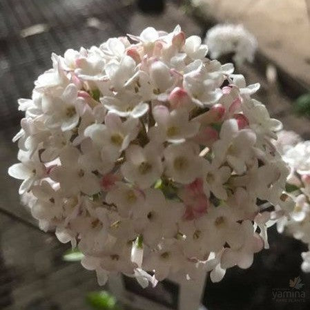 Viburnum carlesii 1